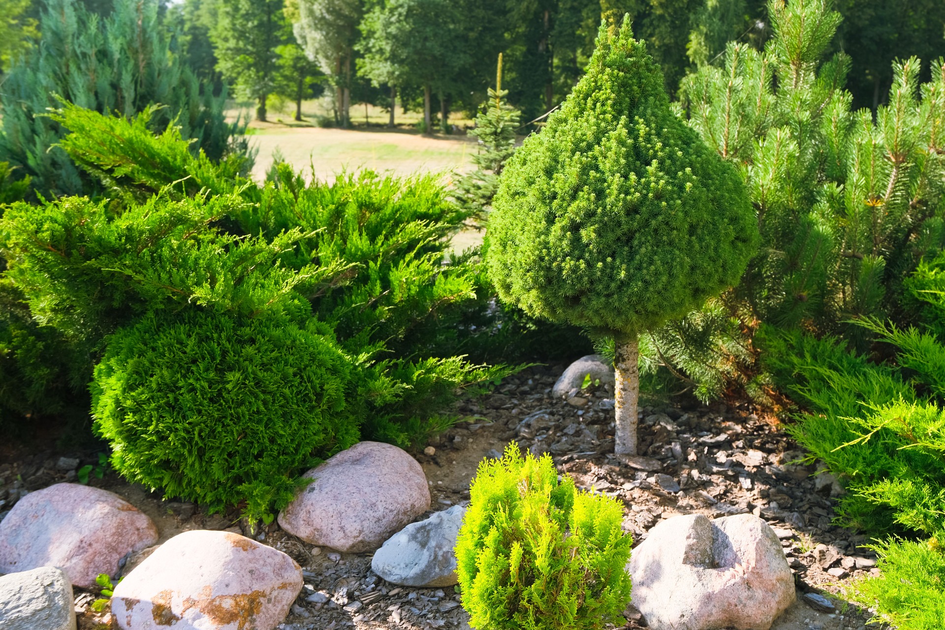 landscaping design with coniferous and thuja trees with natural stones