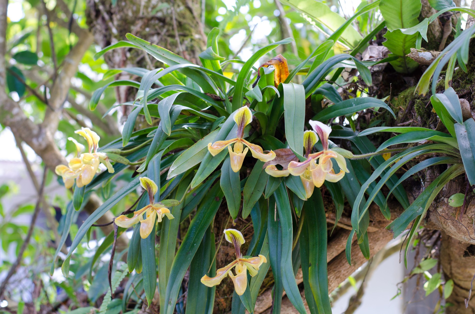 wild orchid in Thailand name Paphiopedilum villosum